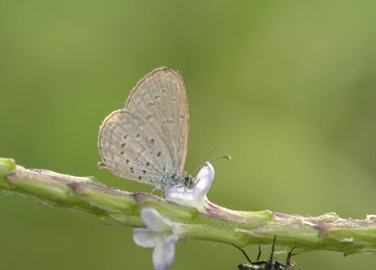 Butterfly Mutations post-Fukushima