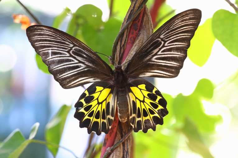 Butterfly wings idea boosts hydrogen production