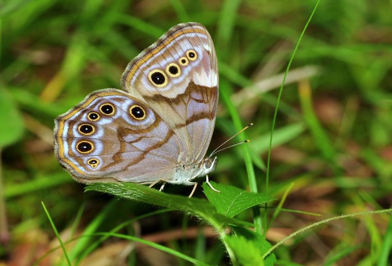 Butterfly eyespots have potential