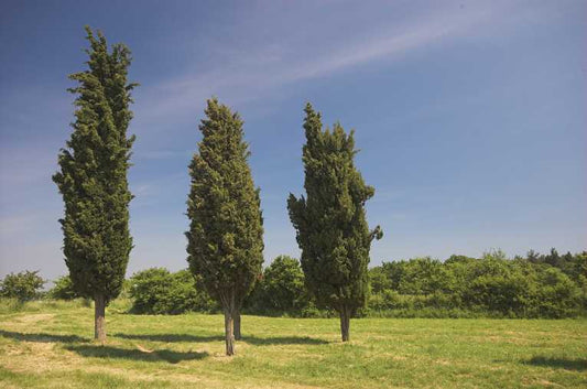 Fungus from California suspected of killing cypress trees worldwide