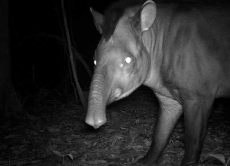 Camera traps puts animal conservation in the picture