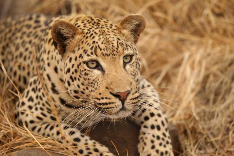 Can the leopard change its spots?