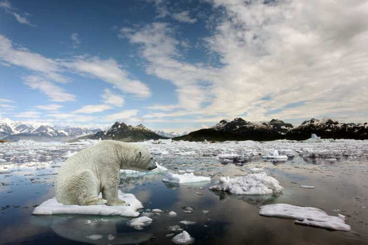 The canary is tweeting - Arctic winter ice ties lowest level ever