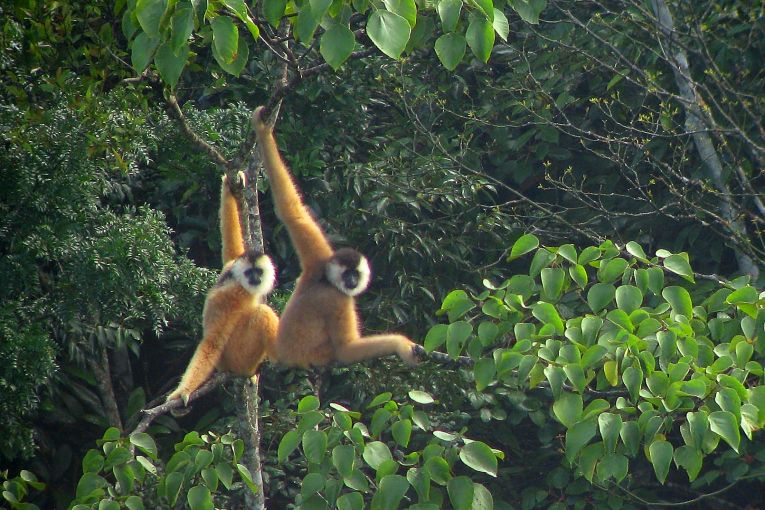 Gibbon families grow larger with bi-female groups.
