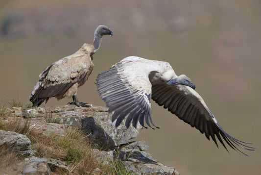 Africa urged to come together to protect migratory birds