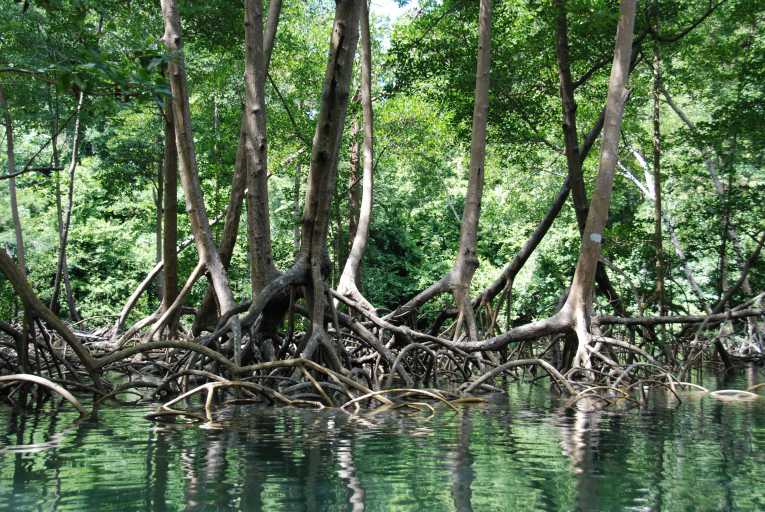 Carbon grasped by Mangrove roots vastly underestimated