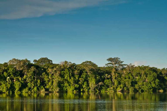 Carbon pirates threaten indigenous Peruvian peoples, report says