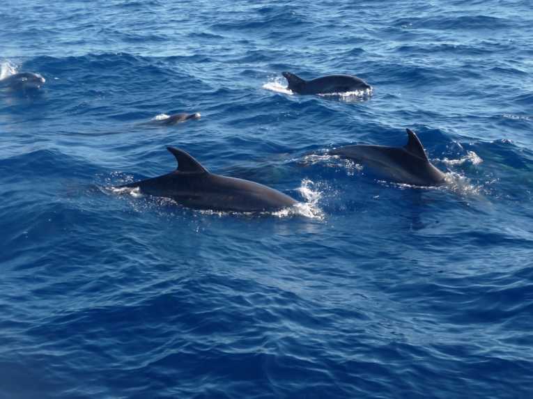 Caribbean bottlenose dolphins severely ill after spill