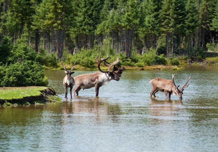 Caribou collapse: look to oil-sands, not wolves, says new study
