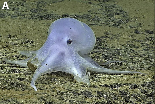 The Casper octopus thrives in the deep sea, but exploiters are threatening