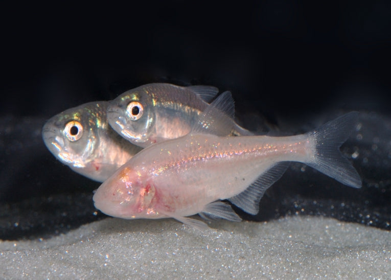 Cave fish have evolved to sleep less