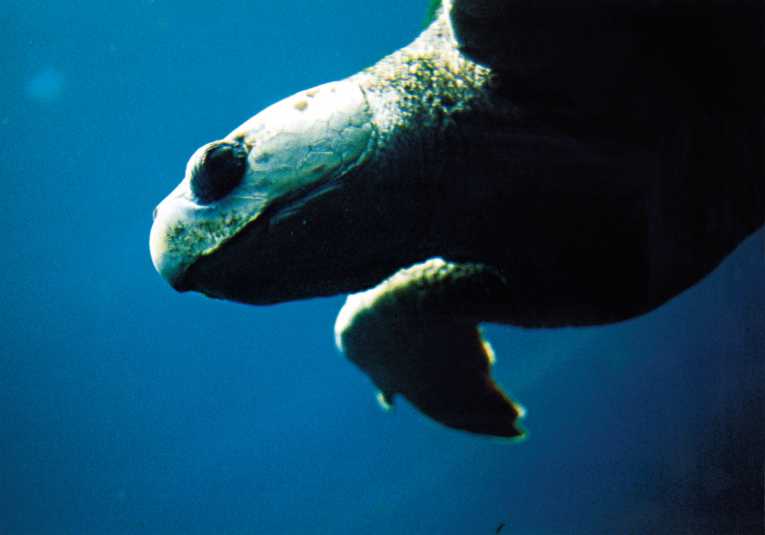 Celebrating Turtles: World Turtle Day 2011