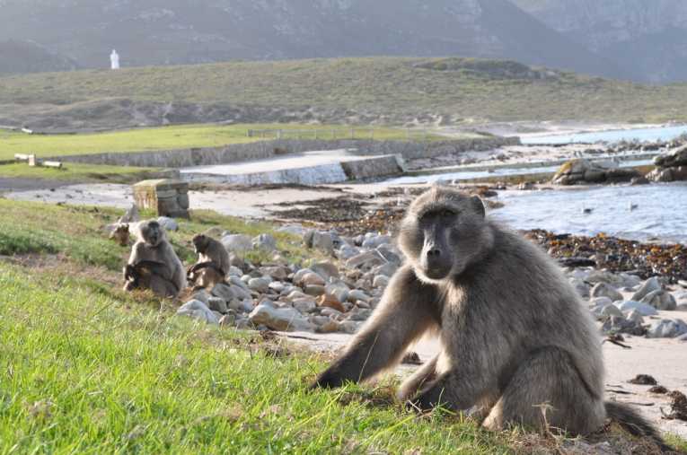 For baboons it pays to be sociable