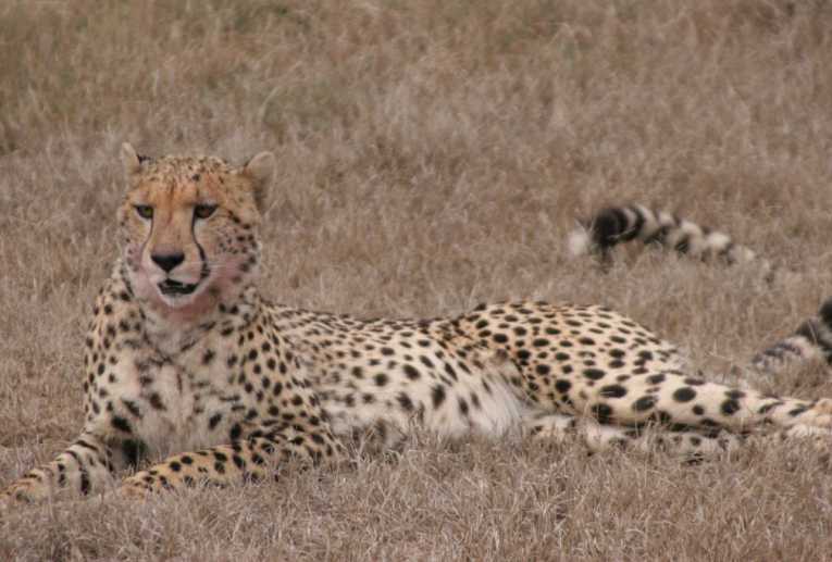 Rare holiday treat as elusive cheetah makes an appearance