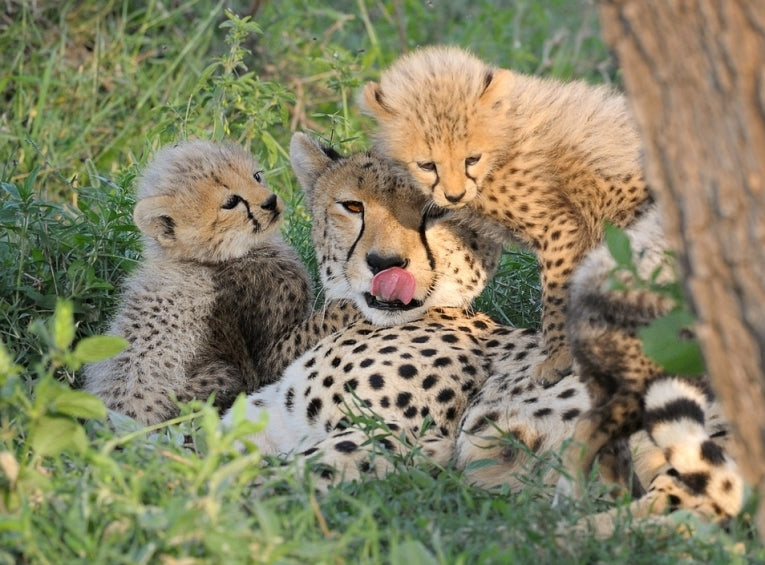 Cheetah's 'conserved' by dogs