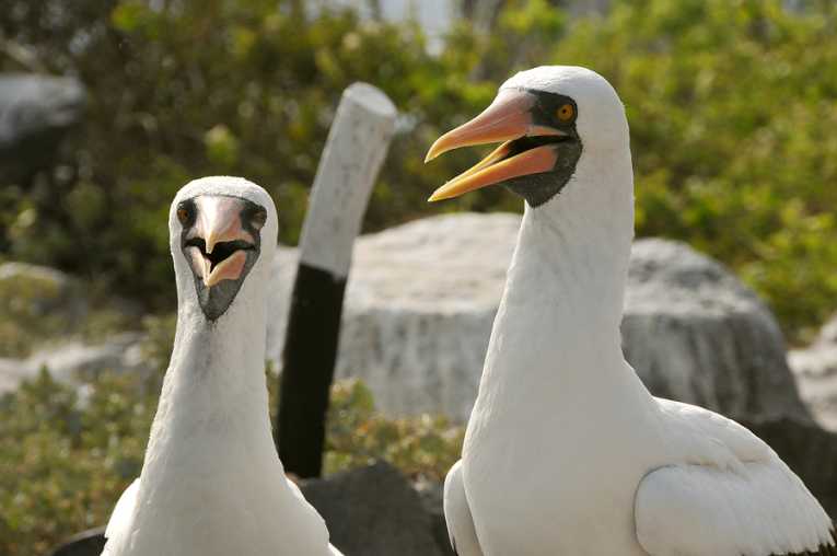 Chick attacks highlighted in study on the Nazca booby