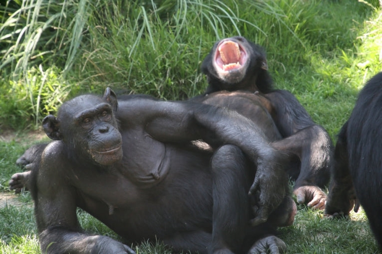 Chimpanzee cooperatives