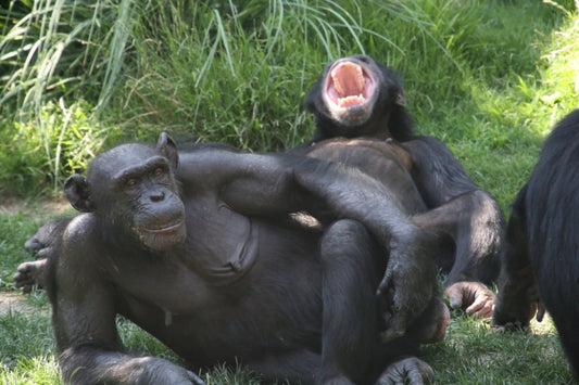 Chimpanzee cooperatives