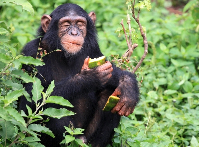 Chimpanzees choose hand clasps by cultural preference