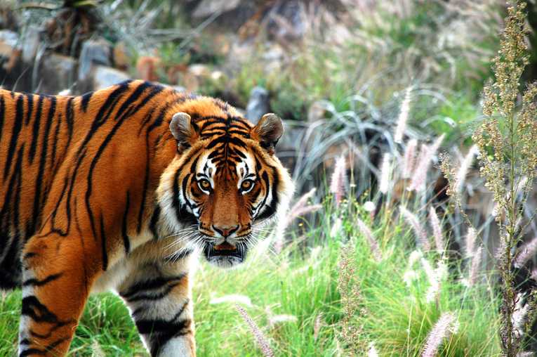 China accused over 'legal' tiger and leopard trade
