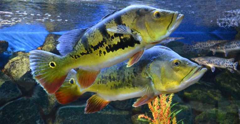 Uruguayan fish show how they evolve
