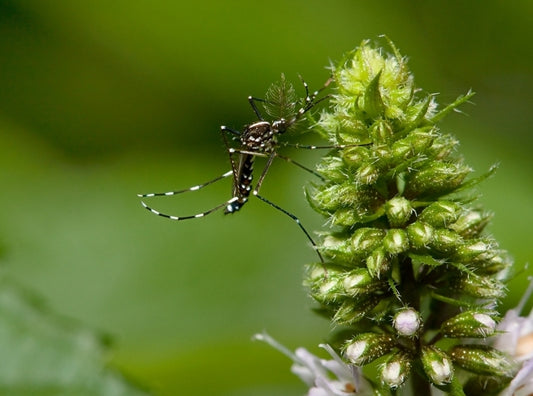 Changing climate could help the invasive Asian tiger mosquito (Aedes albopictus) spread north