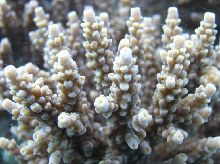 Gauging the Effects of Climate Change on Corals and Coral Extinction