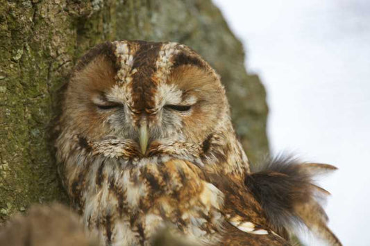 Climate Change Has Huge Effect On Birdlife