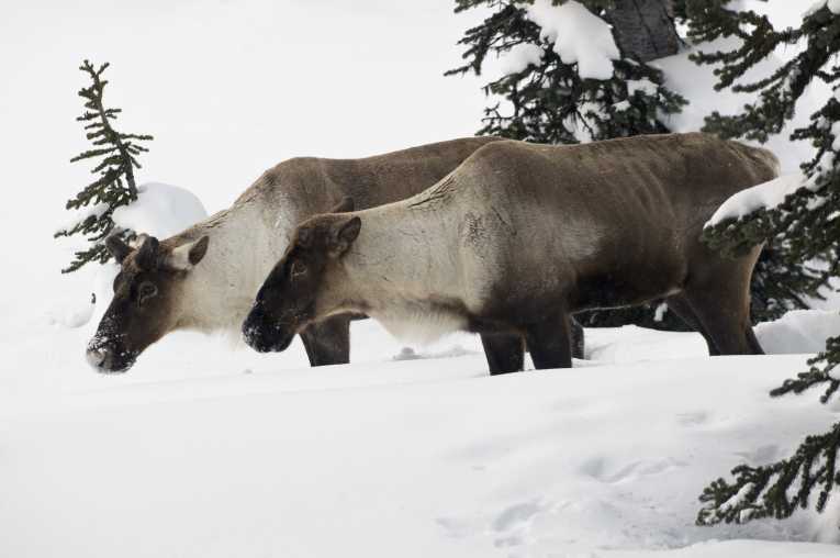 Climate change 'poses threat to caribou'