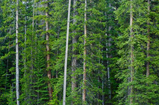 Climate change causes tree 'migration'