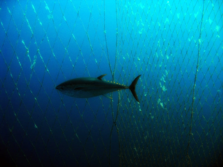 Broad Coalition Supports Recovery of the Atlantic Bluefin Tuna