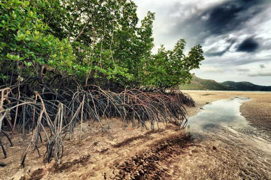 Damaged coastal wetlands means bad news for our climate