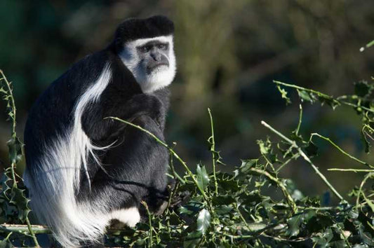 Colobus chorus