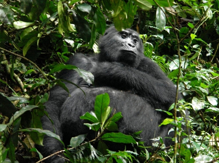 Conservationists celebrate increase in mountain gorilla numbers
