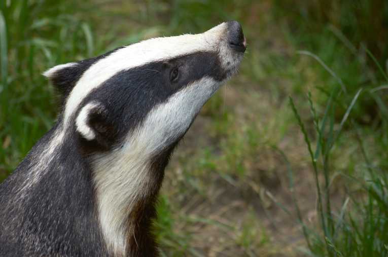 Controversial badger cull one step closer