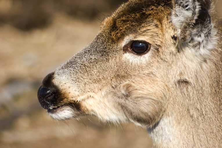 Controversial hunting restrictions on New York deer