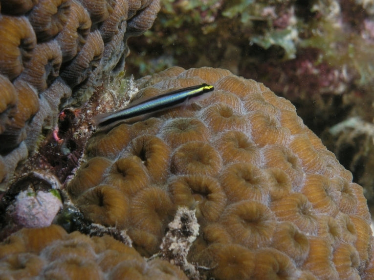 Coral cover's deadly decline