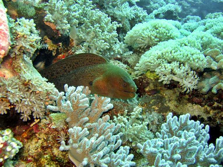 Coral reefs more vulnerable than they appear, but collapse is avoidable