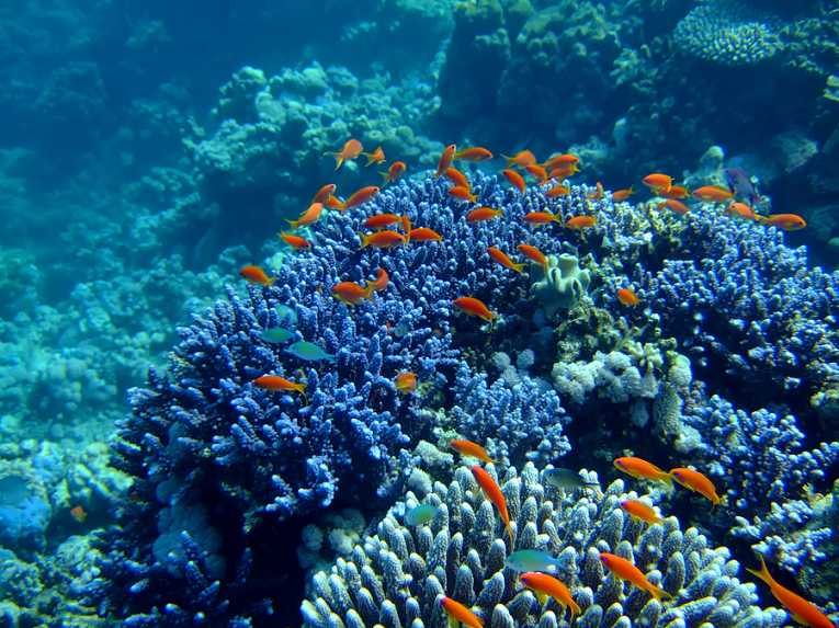 How coral could be the secret for sunscreen pill