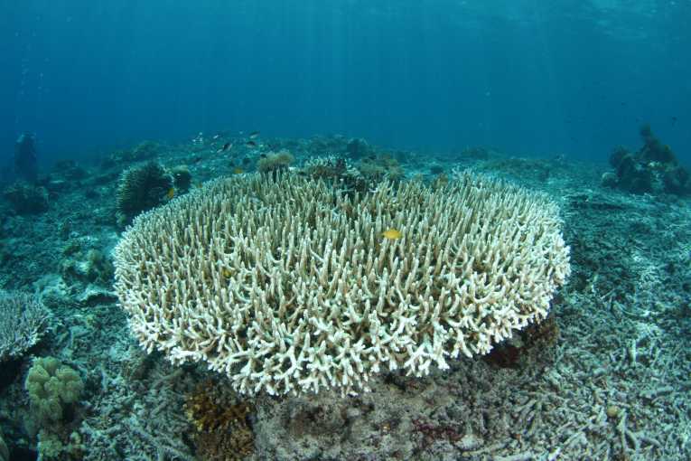 Coral Reefs in Crisis