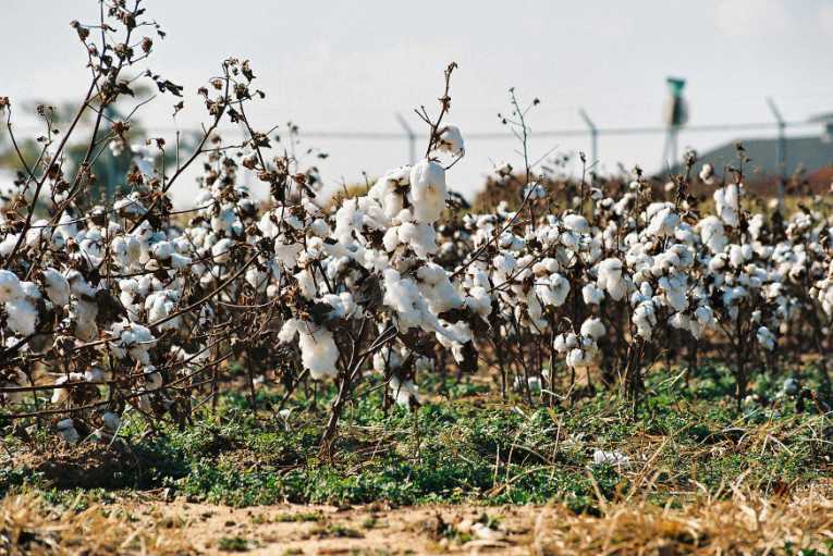 Arizona's cotton growers target invasive pest with new strategy