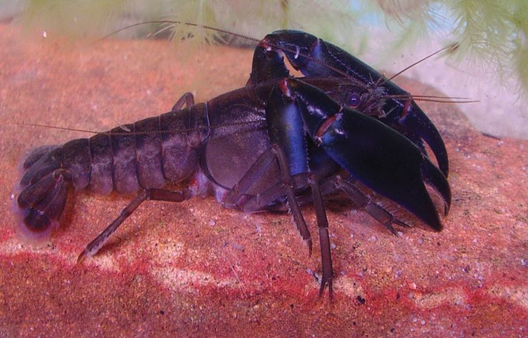 Tiny Australian crayfish is brand new species
