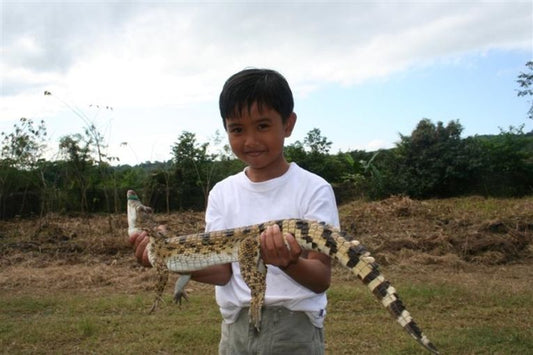 Rare crocodile increasing with grassroots conservation