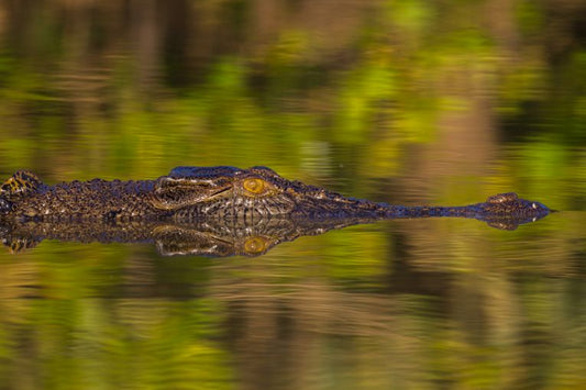 The artful crocodiles can hunt cooperatively.