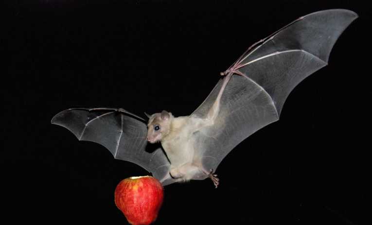 In the crowded canopy, fruit bats get flexible with sonar