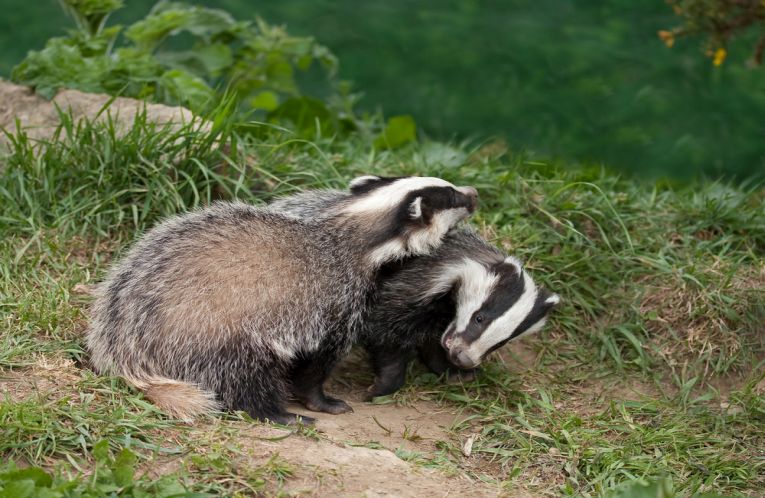 Vaccines for badgers (against bTB)