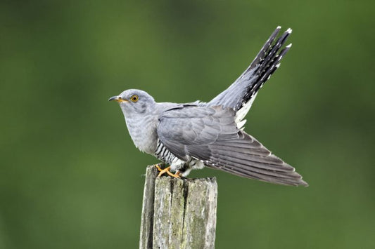 Cuckoos mimic hawks