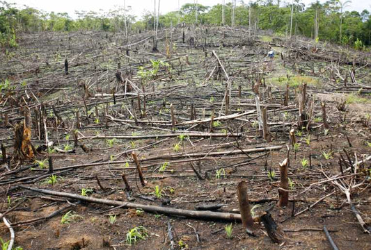 Deforestation and Afforestation