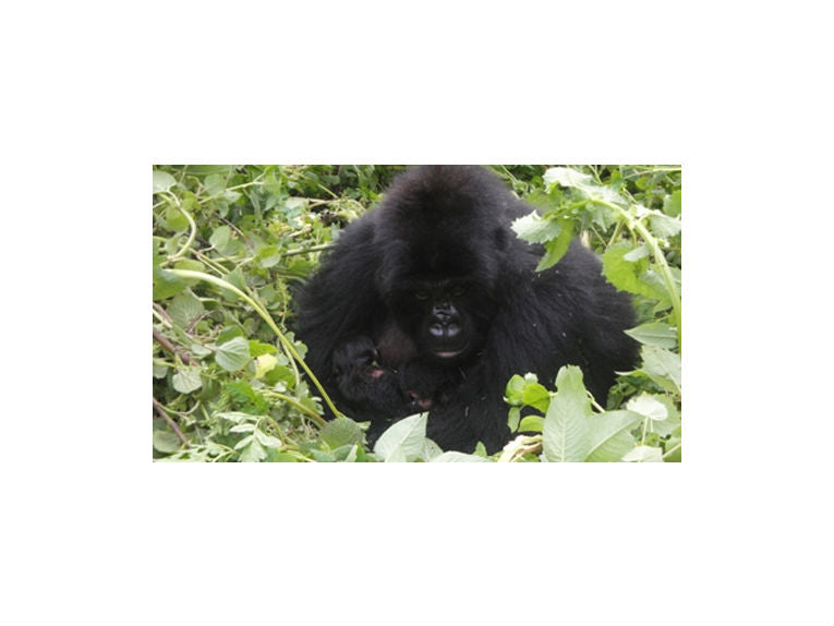 Delight at mountain gorilla twin surprise