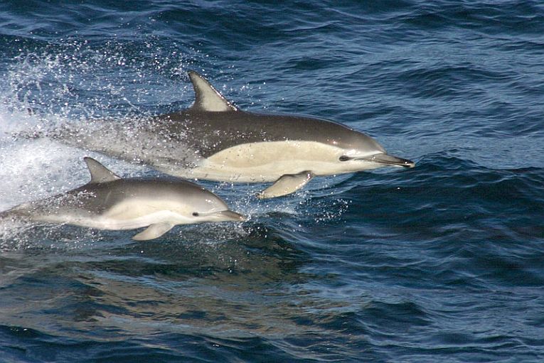 Common dolphins adapt to bay life.